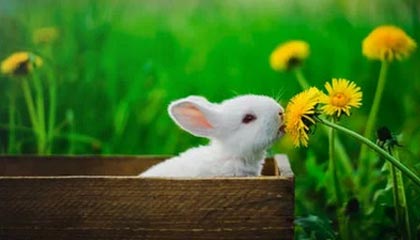 开云在线直播-塞尔塔主场不敌对手，需迅速调整，塞尔塞塔